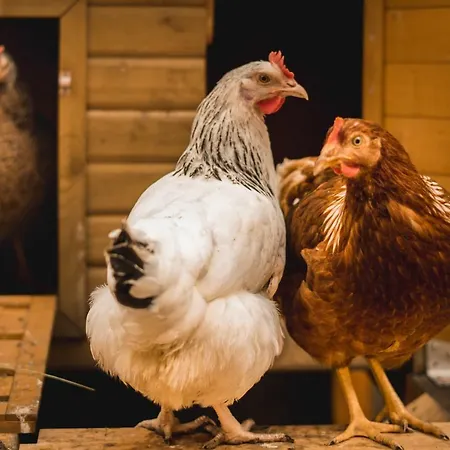 Kwatera prywatna Gabis Kleine Spezerey